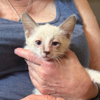 Rupert -  Domestic Short Hair Cat for Adoption in Midland, Texas - Rupert | PetCurious
