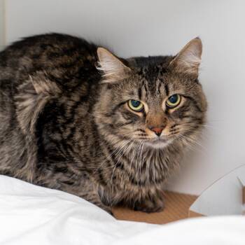 Domestic Long Hair Cats Available for Adoption - Garlic Knot | PetCurious