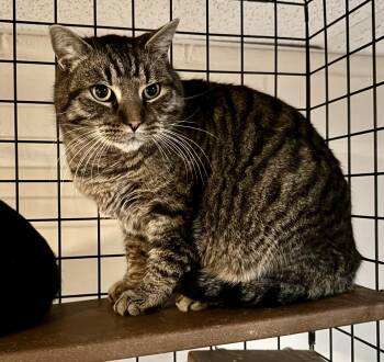 Domestic Short Hair Cats Available for Adoption - Tambora | PetCurious