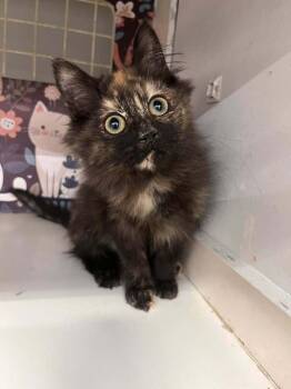Domestic Medium Hair and Domestic Short Hair Cats Available for Adoption - Henrietta | PetCurious