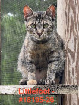 Littlefoot -  Oriental Tabby and American Shorthair Cat for Adoption in Shrewsbury, Massachusetts - Littlefoot | PetCurious