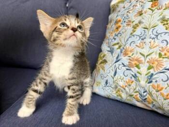 Dickens -  Domestic Short Hair Cat Available for Adoption in Fort Myers, Florida - Dickens | PetCurious