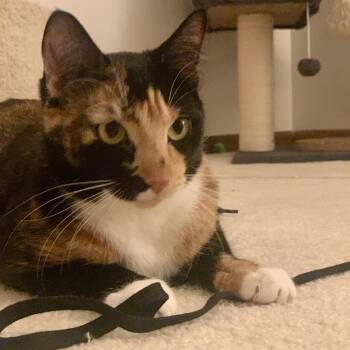 Domestic Short Hair Cats Available for Adoption in Mantua Township, New Jersey - Penny & Jewel (bonded Pair) | PetCurious