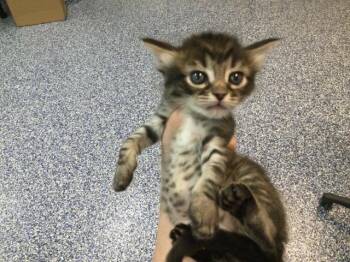 Domestic Medium Hair Cats Available for Adoption in Thousand Palms, California - A1906493 | PetCurious