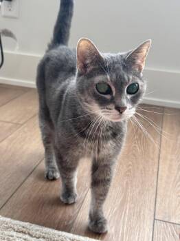 Ellie -  Domestic Short Hair and Tabby Cat for Adoption in Minneapolis, Minnesota - Ellie | PetCurious