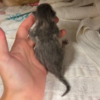 Mulan -  Domestic Short Hair Cat for Adoption in Bristol, Indiana - Mulan | PetCurious