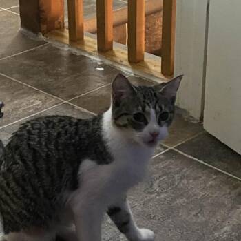 Rescue Domestic Short Hair Cats for Adoption in North Battleford, Saskatchewan - Maya | PetCurious