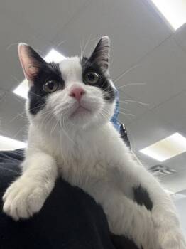 Rescue Domestic Short Hair Cats for Adoption in Batavia, Ohio - Baroness Biscuit | PetCurious