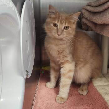 Big Bird -  Domestic Long Hair Cat for Adoption in Fort Wayne, Indiana - Big Bird | PetCurious