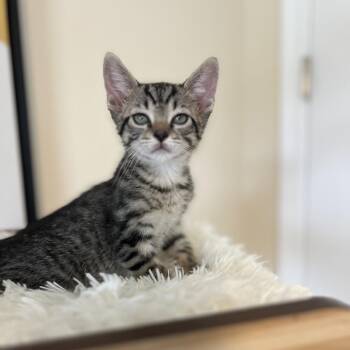 Tigger -  Domestic Short Hair Cat for Adoption in Fairfax Station, Virginia - Tigger | PetCurious