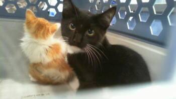 A1267683 -  Domestic Short Hair Cat for Adoption in Charlotte, North Carolina - A1267683 | PetCurious