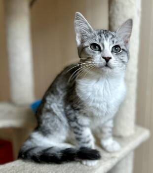 Rescue Domestic Short Hair Cats for Adoption in Guelph, Ontario - Chrissy | PetCurious