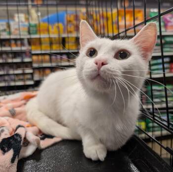 Domestic Short Hair Cats Available for Adoption in Cincinnati, Ohio - Duchess | PetCurious