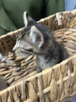 A377896 -  Domestic Short Hair Cat for Adoption in Stockton, California - A377896 | PetCurious
