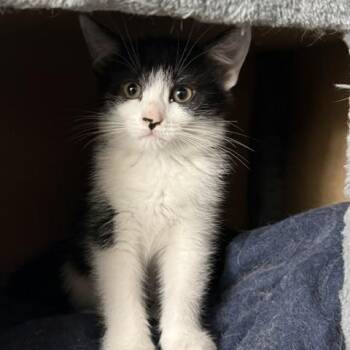 Katniss -  Domestic Short Hair Cat for Adoption in Oberlin, Ohio - Katniss | PetCurious