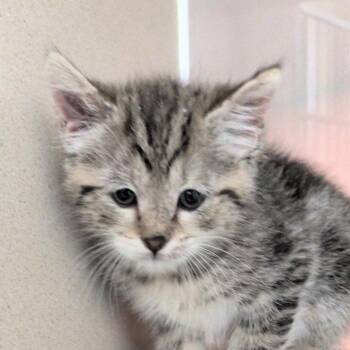 Brie -  Domestic Short Hair Cat for Adoption in Reno, Nevada - Brie | PetCurious