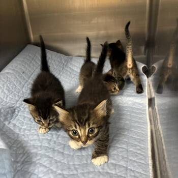 Sharon -  Domestic Short Hair Cat for Adoption in Canton, Illinois - Sharon | PetCurious