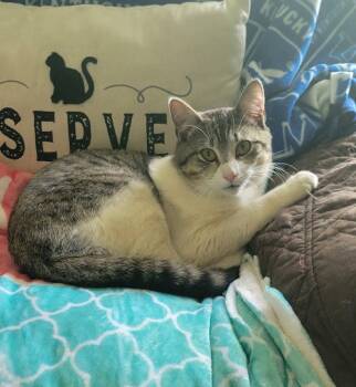 American Shorthair Cats Available for Adoption in Roanoke, Alabama - Teddy | PetCurious