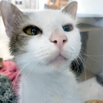 Ronaldo -  Domestic Short Hair Cat for Adoption in Des Moines, Iowa - Ronaldo | PetCurious