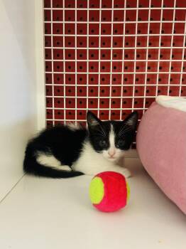 Rescue Tuxedo Cats for Adoption in Edgewood, Florida - Freckle | PetCurious