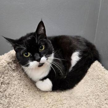 Domestic Short Hair Cats Available for Adoption in Buffalo, New York - Jojo | PetCurious