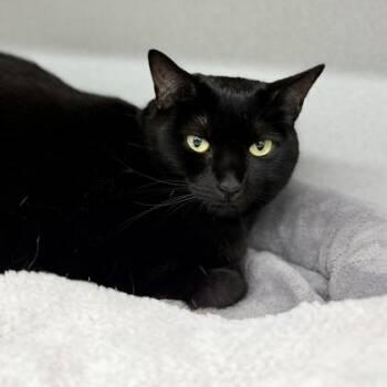 Midnight -  Domestic Short Hair Cat for Adoption in Atlanta, Georgia - Midnight | PetCurious