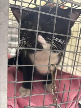 Domestic Short Hair Cats Available for Adoption - JP | PetCurious