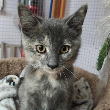 Domestic Short Hair Cats Available for Adoption in Madison, Wisconsin - Lilac | PetCurious
