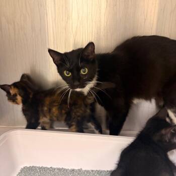 Pearl -  Domestic Short Hair Cat for Adoption in Winston-salem, North Carolina - Pearl | PetCurious