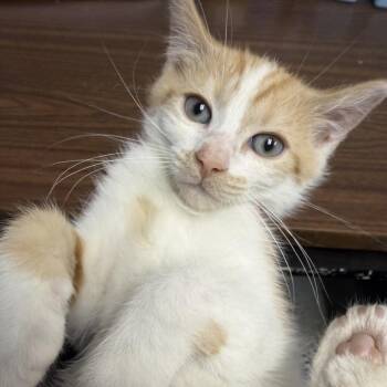 P&P: Pumpkin -  Domestic Short Hair Cat for Adoption in Falls Church, Virginia - P&P: Pumpkin | PetCurious