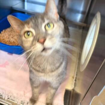 Historia -  Domestic Short Hair Cat for Adoption in Bristol, Indiana - Historia | PetCurious