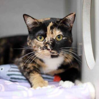 Domestic Short Hair Cats Available for Adoption - Clawdia | PetCurious