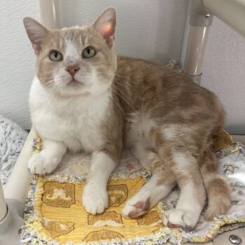 Rescue Domestic Short Hair Cats for Adoption in St. Helena, California - Artemis | PetCurious