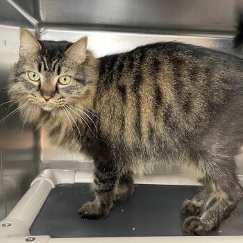 Domestic Long Hair Cats Available for Adoption - Mitzi | PetCurious
