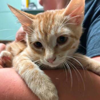 Domestic Short Hair Cats Available for Adoption in Madill, Oklahoma - Nova | PetCurious