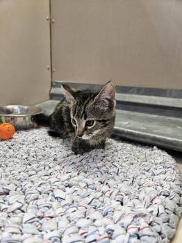 Domestic Short Hair Cats Available for Adoption in Elko, Nevada - Cookie 61060761 | PetCurious