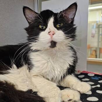 Lona -  Domestic Medium Hair Cat for Adoption in Cedar Rapids, Iowa - Lona | PetCurious