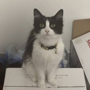 Rescue Domestic Medium Hair Cats for Adoption in Brea, California - Blinx | PetCurious