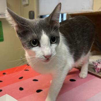 Mui Mui -  Domestic Short Hair Cat for Adoption in Pasadena, California - Mui Mui | PetCurious