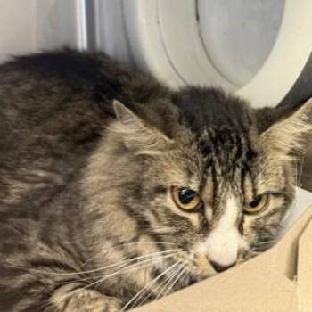 Whiskey -  Domestic Medium Hair Cat for Adoption in Phoenixville, Pennsylvania - Whiskey | PetCurious
