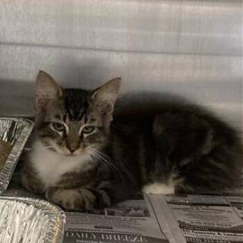 Summer -  Domestic Medium Hair Cat for Adoption in Hawthorne, California - Summer | PetCurious