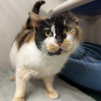 Muriel -  Domestic Short Hair Cat for Adoption in Chicago, Illinois - Muriel | PetCurious