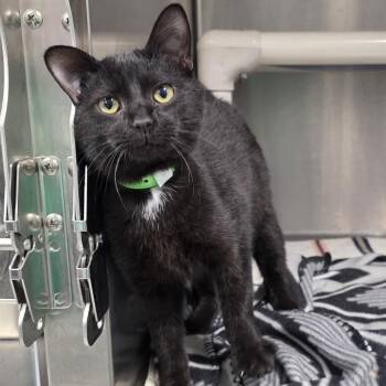 Domestic Short Hair Cats Available for Adoption - Panther | PetCurious