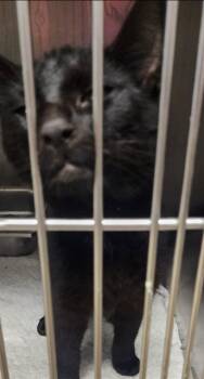 Rescue American Shorthair Cats for Adoption in Decatur, Illinois - BELLE | PetCurious