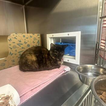 Juniper -  Domestic Short Hair Cat for Adoption in Goleta, California - Juniper | PetCurious