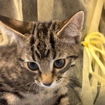 Manicotti Moonseed -  Domestic Short Hair Cat for Adoption in Murray, Utah - Manicotti Moonseed | PetCurious