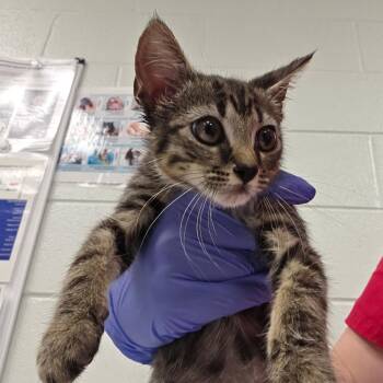 Keebler -  Domestic Short Hair Cat for Adoption in Chattanooga, Tennessee - Keebler | PetCurious