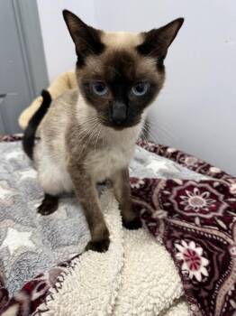 Jasmine -  Siamese Cat for Adoption in Saint Francisville, Louisiana - Jasmine | PetCurious