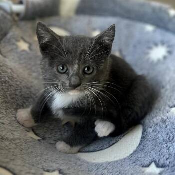 Domestic Short Hair Cats Available for Adoption in Long Beach, California - Rockey | PetCurious