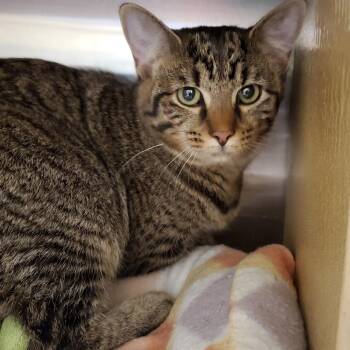 Samantha -  Tabby Cat for Adoption in Muncie, Indiana - Samantha | PetCurious